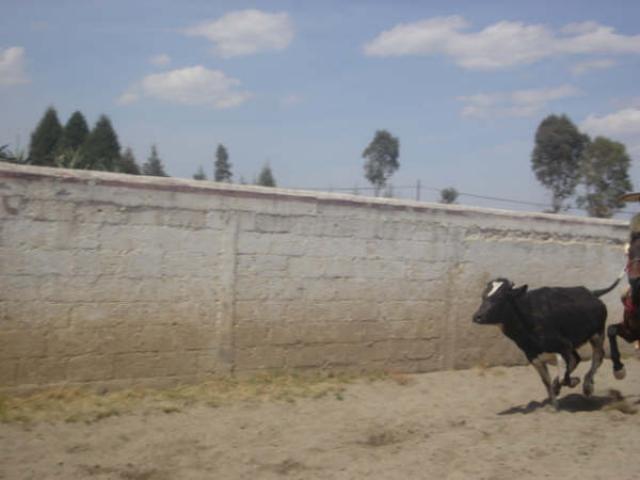Charreada primero de marzo 026