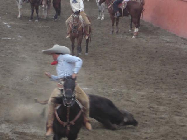 Viendo caer su toro