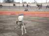 Berna Trevio por 3 ranchos