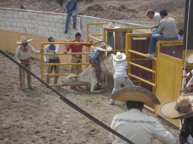 Con la cara para atras Fernando Ortiz actual campeon de jineteo de toro