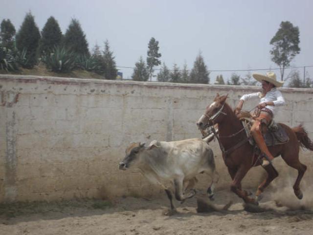 Aventando la pata Freddy por Charros de Apizaco