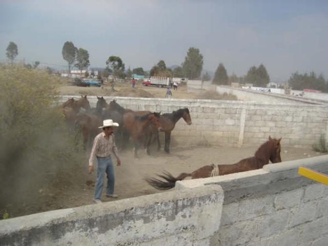 Batallando con las grenudas Martin Aguirre