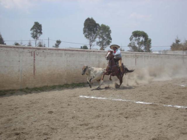 A punto de derribar al toro Leonardo Aguilar de Rancheros de Tlaxcalas
