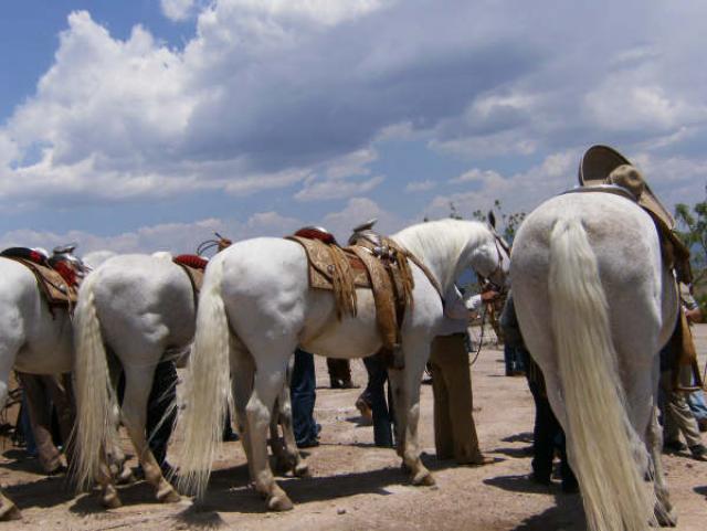 Hermosos ejemplares los que poseia Antonio Aguilar