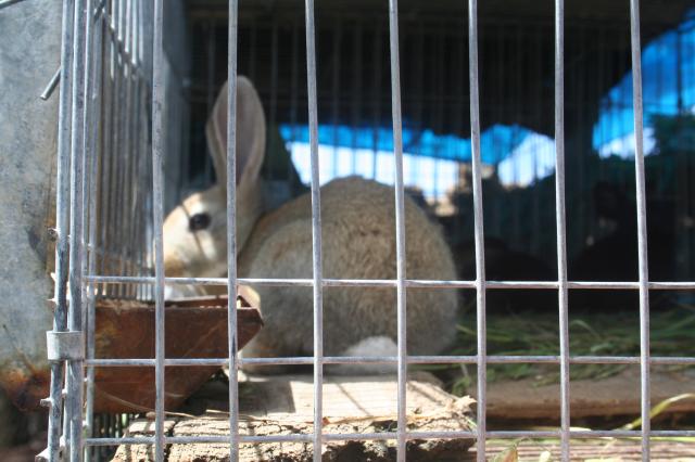 Conejo