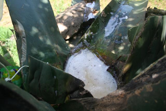 Pulque de perrito