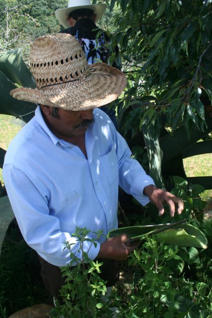Haciendo la xoma