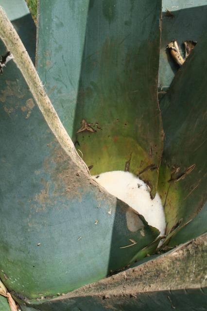 Pulque de perrito
