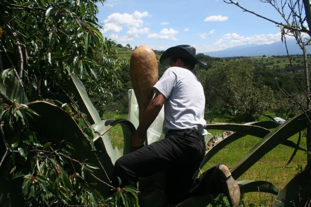 Tlachiquero