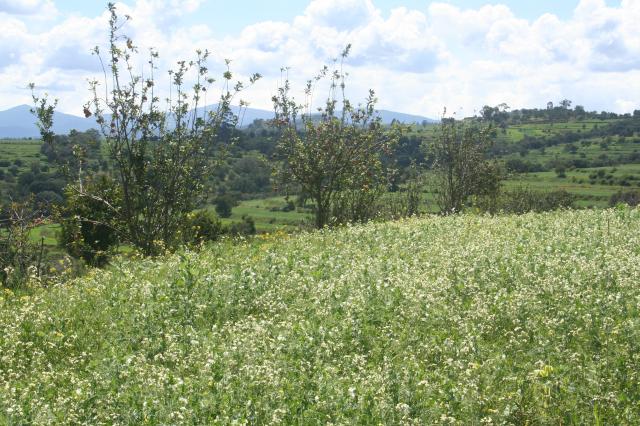Rancho Del Magueyal - Foto