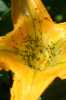 Flor de calabaza