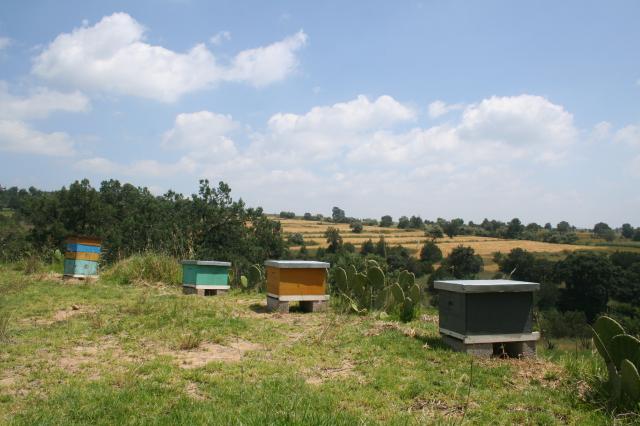 Abejas
