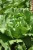 Lechuga