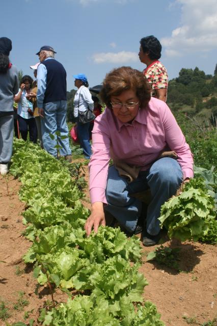 Es duro trabajar en la lechuga?+consejos