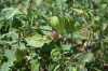Tomates