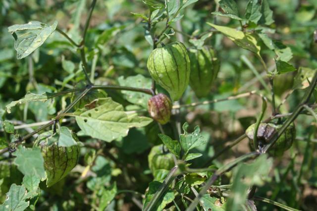 Tomates