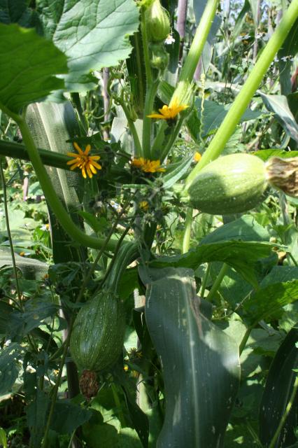 Calabazas