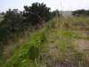 Nopales