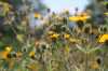 Abeja