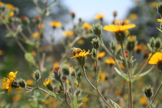 Abeja