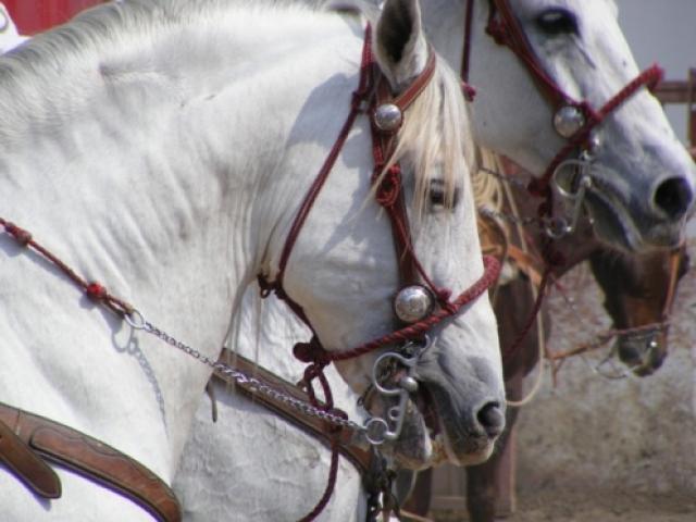 Charreada en la Feria Tlaxcala 2008 - Foto