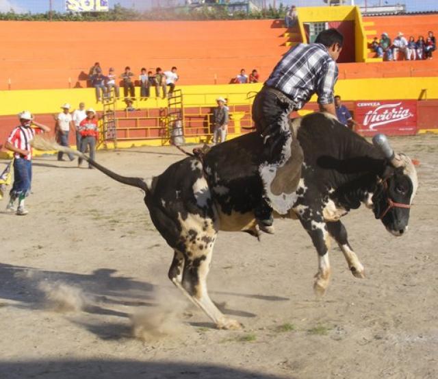 Fuertes los torazos del Infiernito