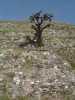 Piramide de las Flores