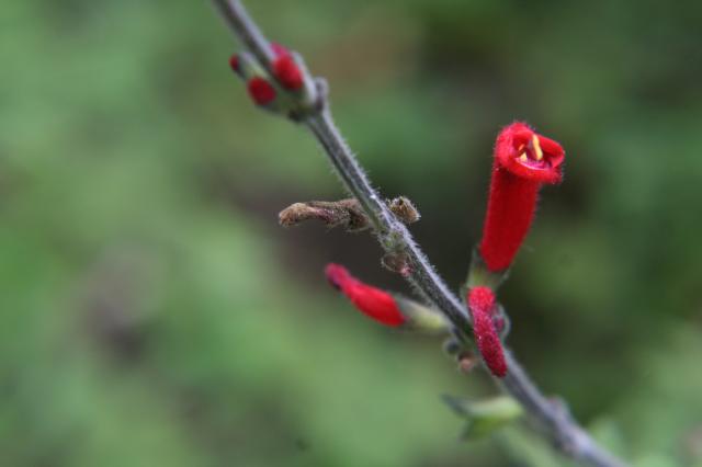 Camino al huilacapitzu - Foto
