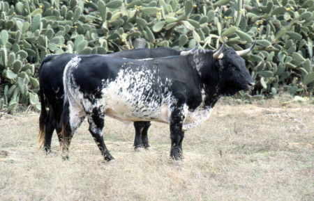Toros de Lidia